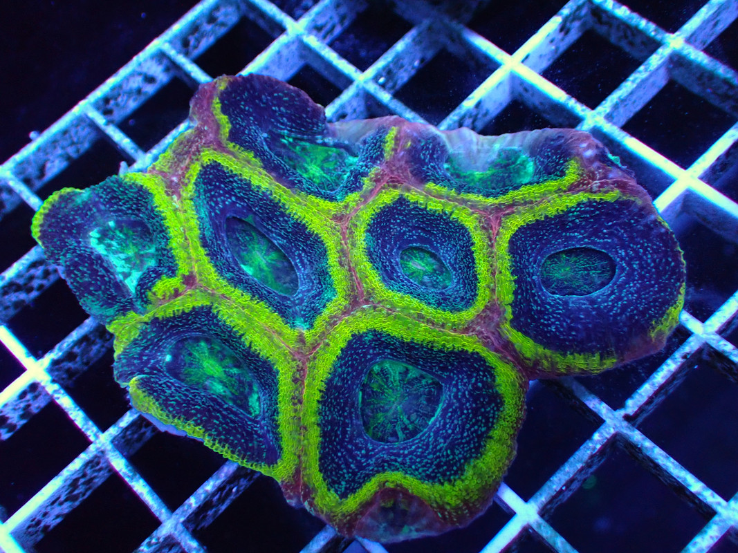 BROAQUA 布魯水族 珊瑚水族零售_照片_20240320_5