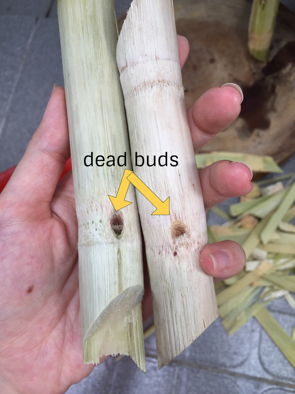dead-sugarcane-buds.jpg