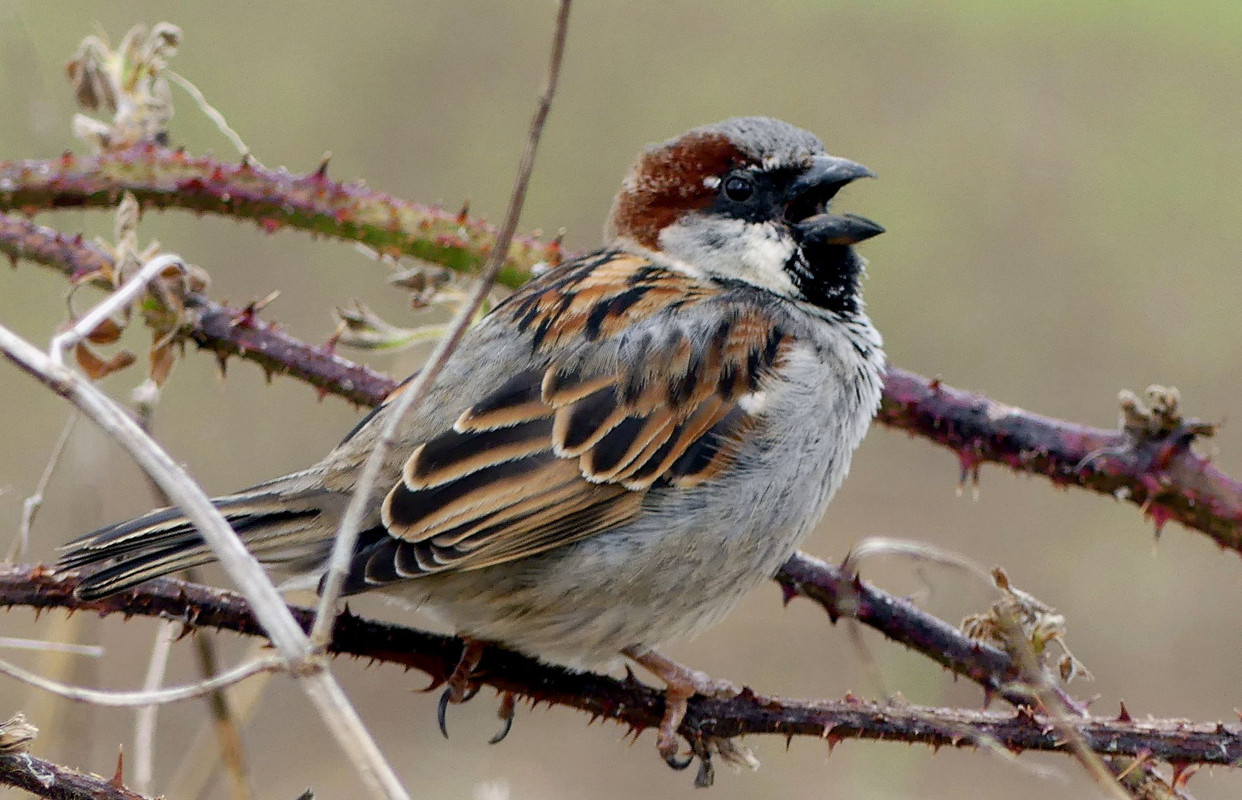 HOUSE SPARROW 9B