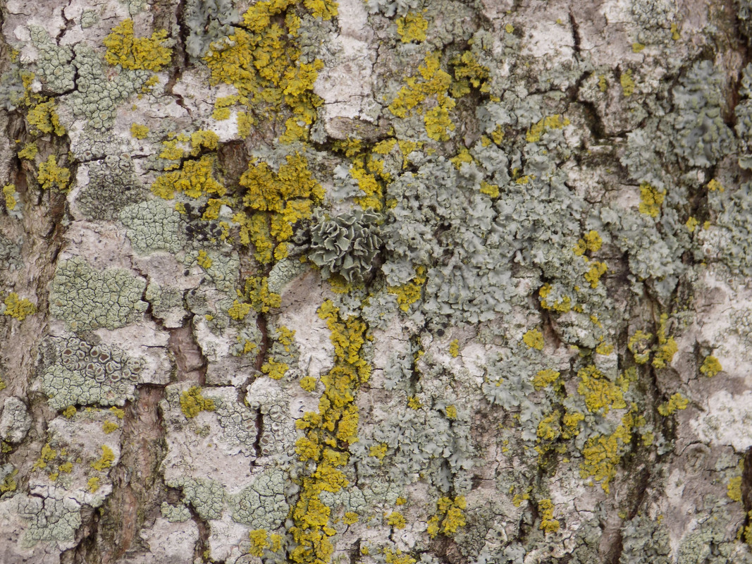 A tree trunk featuring an amazing diversity of lichen species, with a cover of yellow and grey foliose lichens and white to greenish-grey crustose lichens with a variety of structures and apothecia. The centrepiece of the image is a crumpled-looking green-grey foliose lichen with large square lobes.