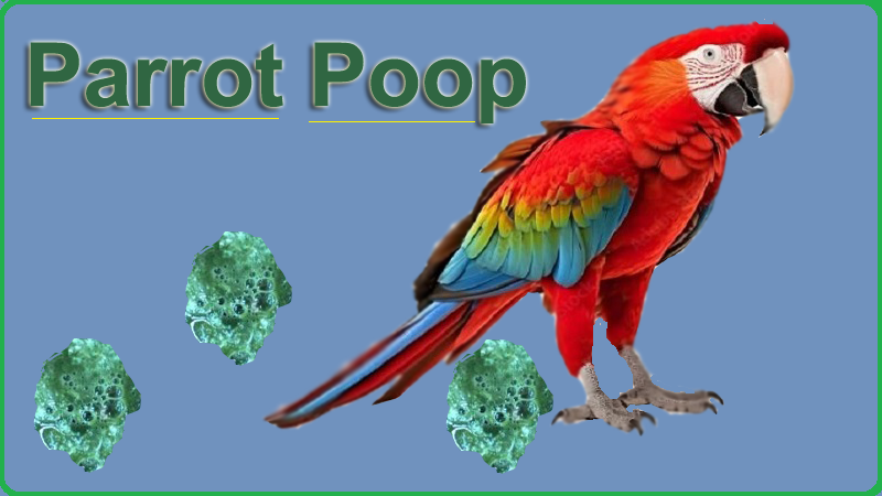 Parrot Poop Healthy or Abnormal