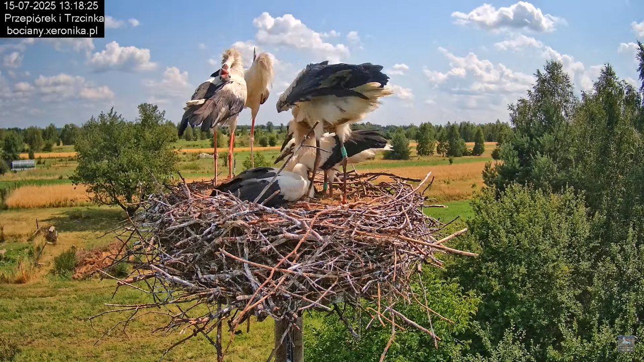 15072025bociany26