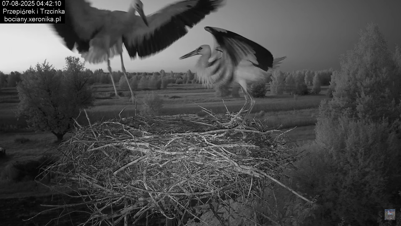07082025bociany3