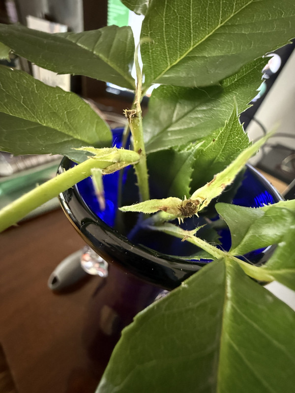 wyłamane łodygi z kwiatami dnia 30.06.2025 czyli dziś