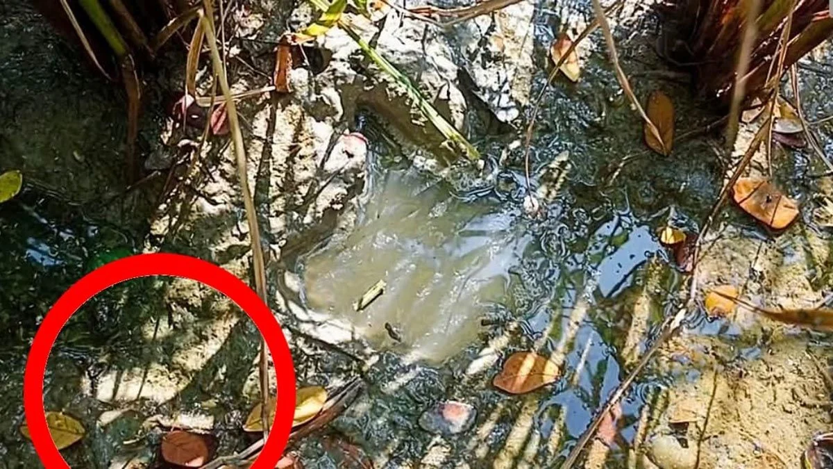 লোকালয়ে পায়ের ছাপ, ড্রোন উড়িয়ে বাঘ খুঁজছেন বনরক্ষীরা