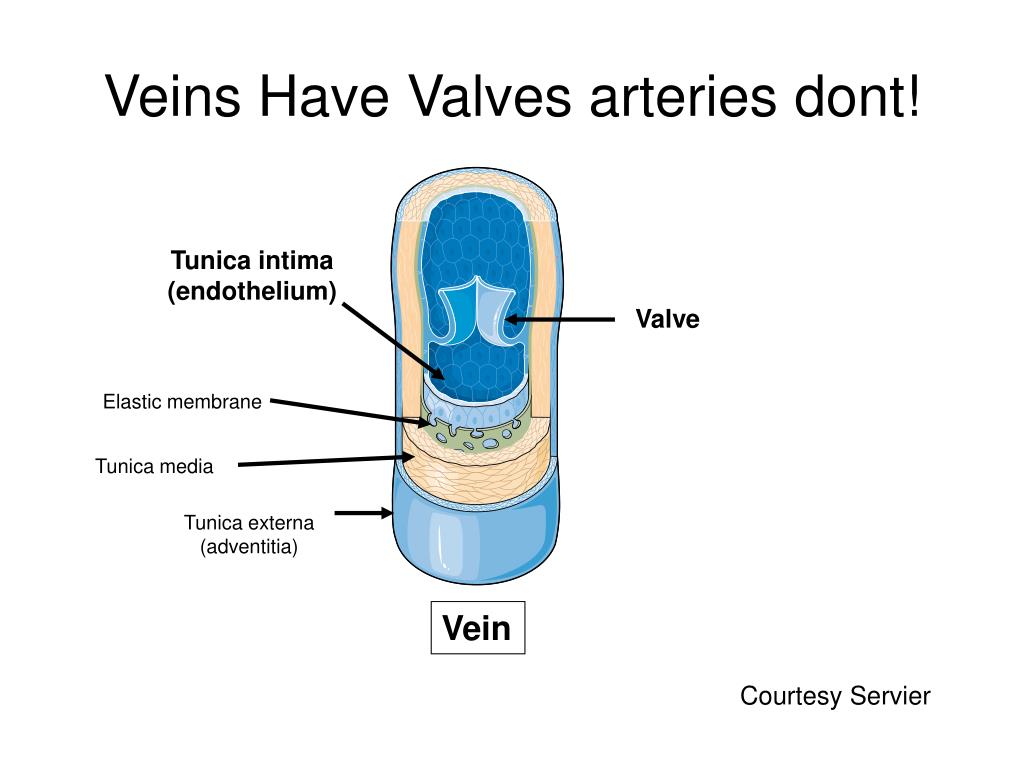 Why Veins Have Valves