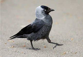 11 Гава прибиральниця