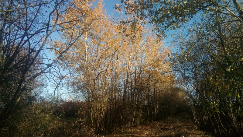 silver-birch-corner.jpg