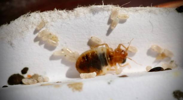 bed-bug-14.jpg