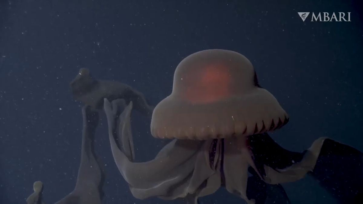 antartide filmata strana medusa gigante mari profondi