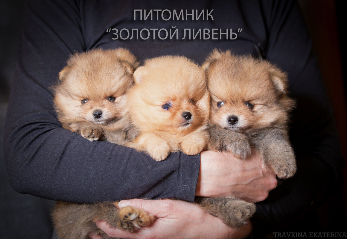 Купить Шпица В Великих Луках