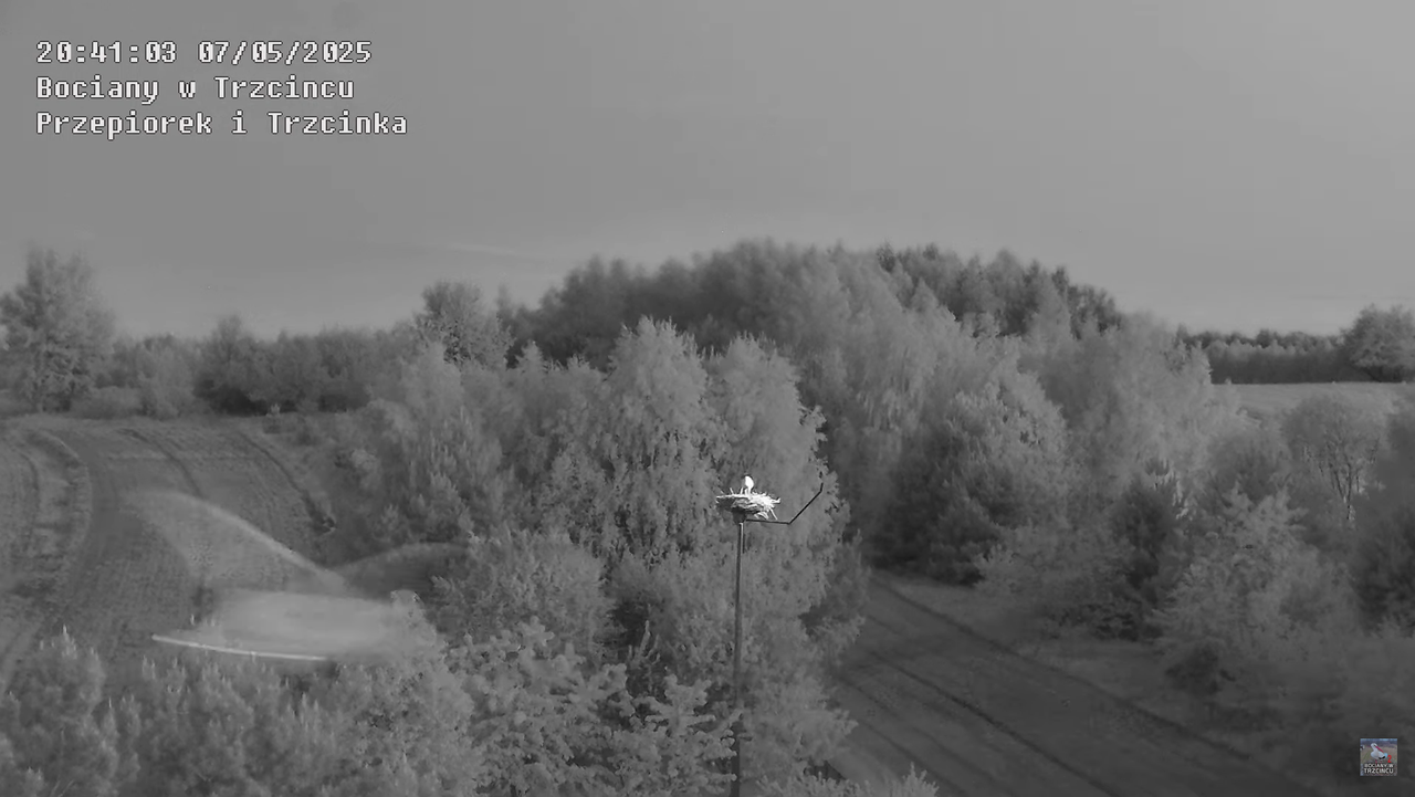 07052025bociany25