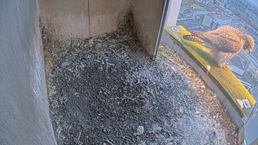 Schermafbeelding 2025-01-29 173119