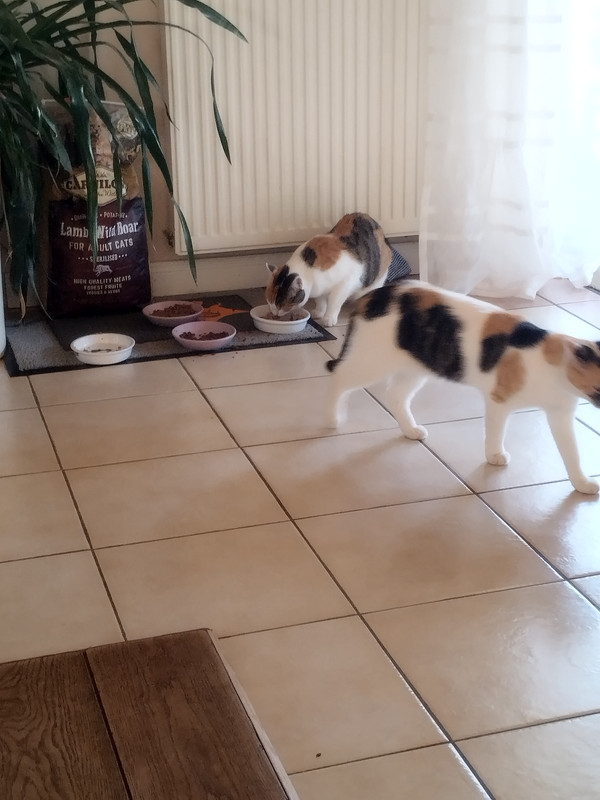 IMG 20260716 090009