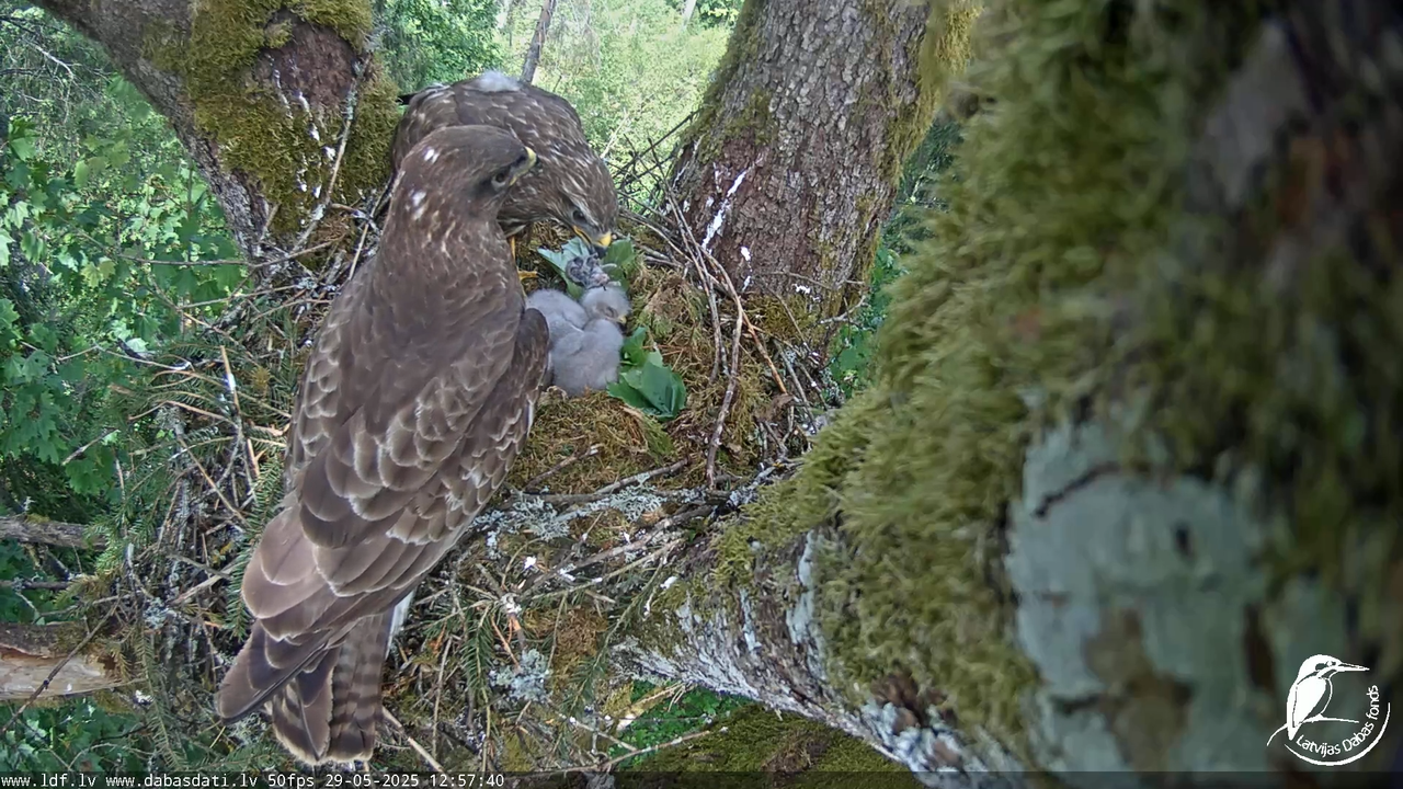 Melnās klijas (Milvus migrans) Kurzemē_ peļu klijāni (Buteo buteo) 15-34-0 screenshot