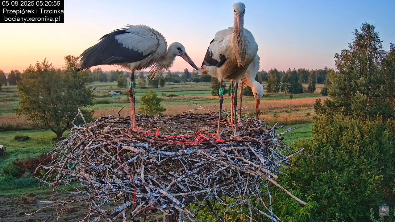 05082025bociany2
