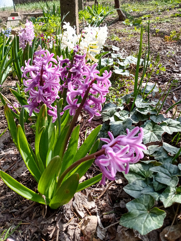 IMG_20200328_122452889_HDR
