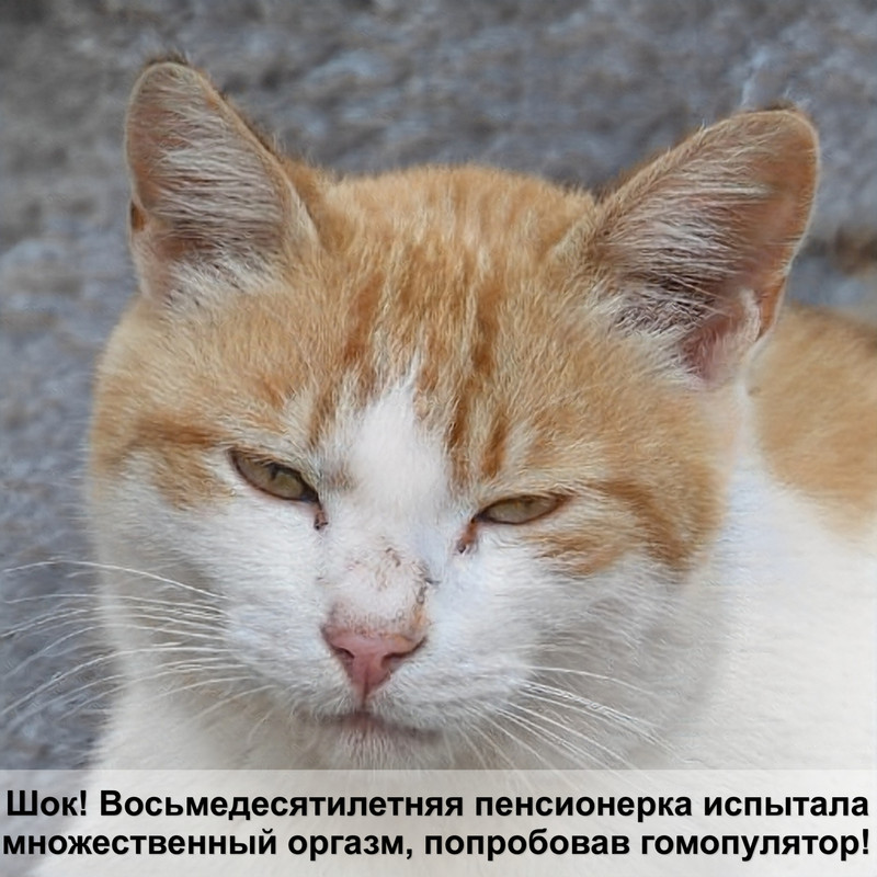 препараты от блох для кошек