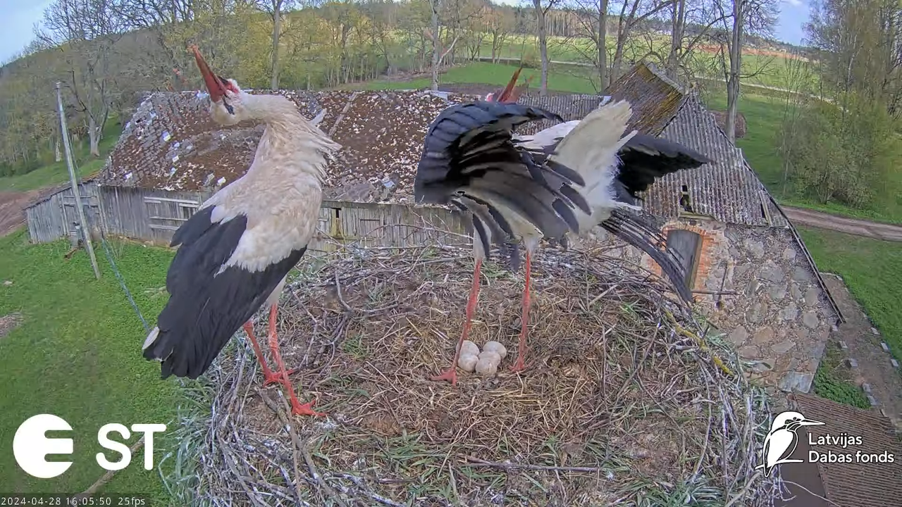 Baltie stārķi (Ciconia ciconia) Tukuma novadā - LDF tiešraide __ White storks in Tukums, Latvia 7-34