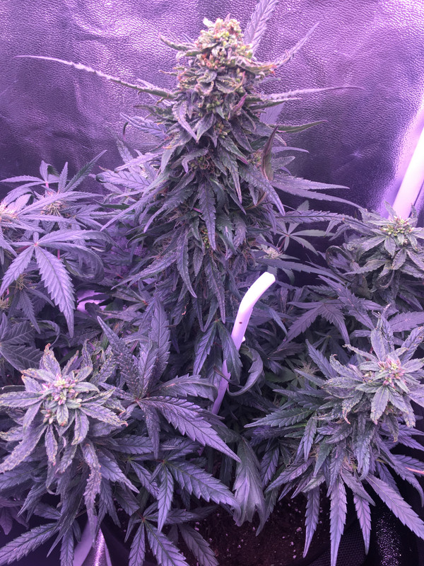 22BFBC5A-04B5-4295-920F-3DE4618CBB41