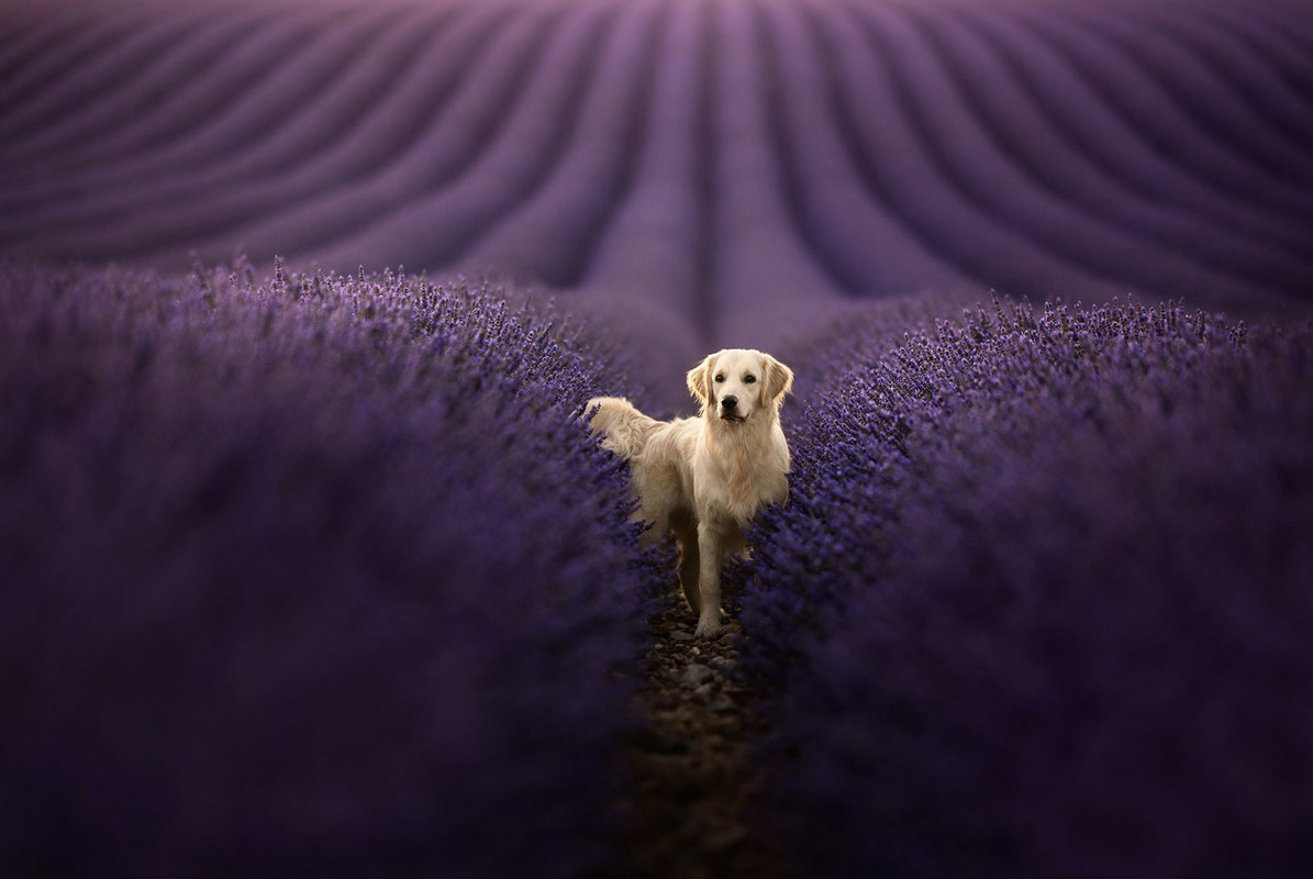 purple-lavender-dog-dis1.jpg