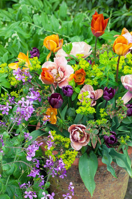 spring