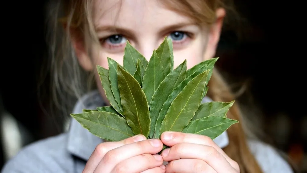 ¿Cómo quitar las manchas de la piel de forma natural? Usa hojas de laurel
