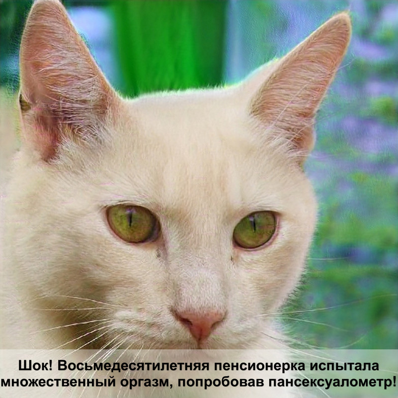 порода кошек золотая шиншилла