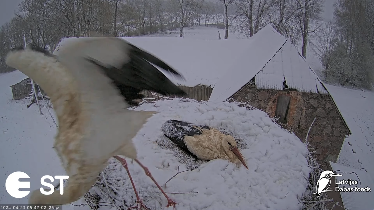 Baltie stārķi (Ciconia ciconia) Tukuma novadā - LDF tiešraide __ White storks in Tukums, Latvia 13-1