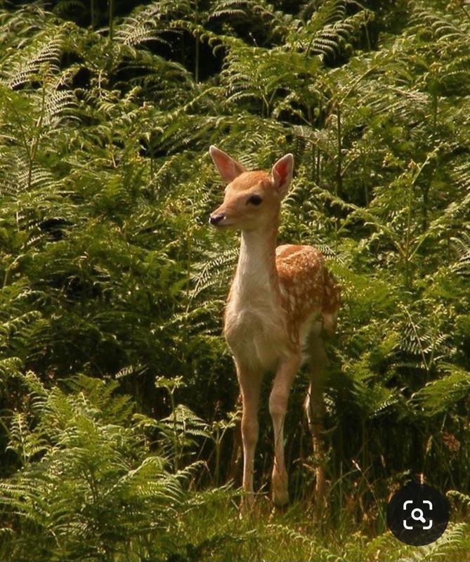 Screenshot_20240331_163205_Pinterest