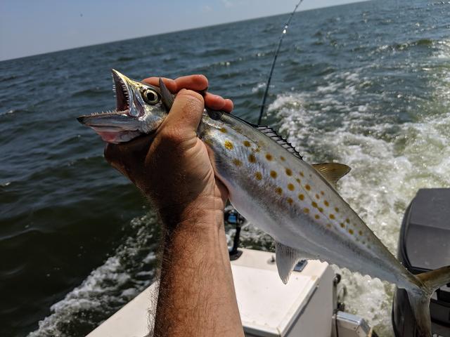https://i.postimg.cc/7hpRLWz0/IMG-20190629-144752.jpg