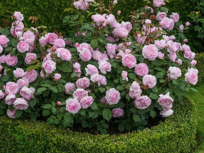 Преимущества и недостатки сорта розы Джон Дэвис что нужно знать перед покупкой растения