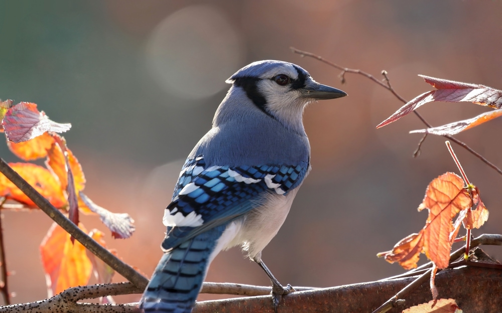 Blue Jay Good Or Bad Luck
