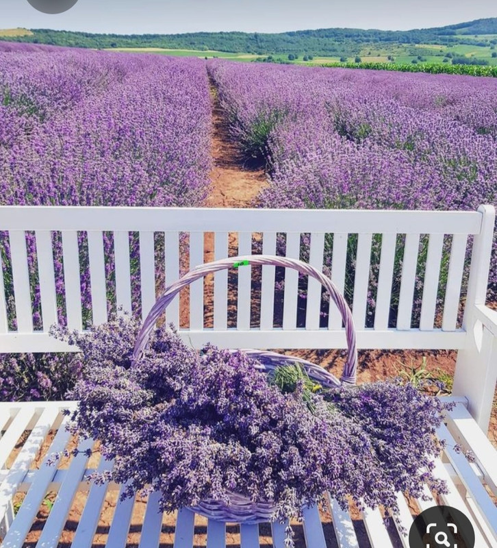 Screenshot_20230614_004342_Pinterest