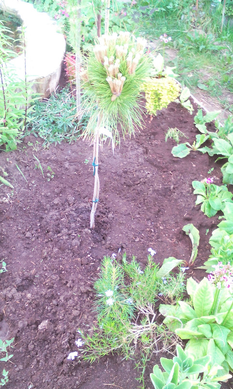 сосна на штамбе 01