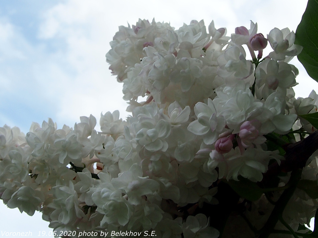 Воронеж, весна, макро, цветы Воронеж, весна, макро, цветы