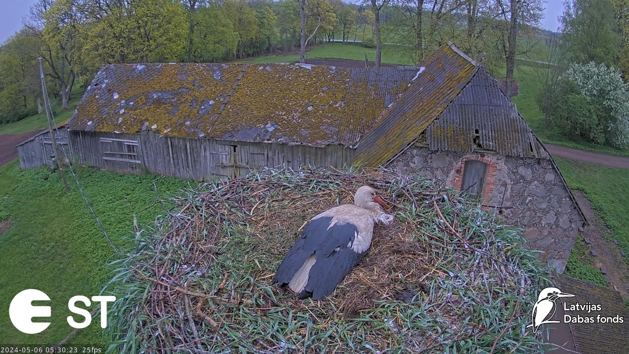 Baltie stārķi (Ciconia ciconia) Tukuma novadā - LDF tiešraide __ White storks in Tukums, Latvia 9-46