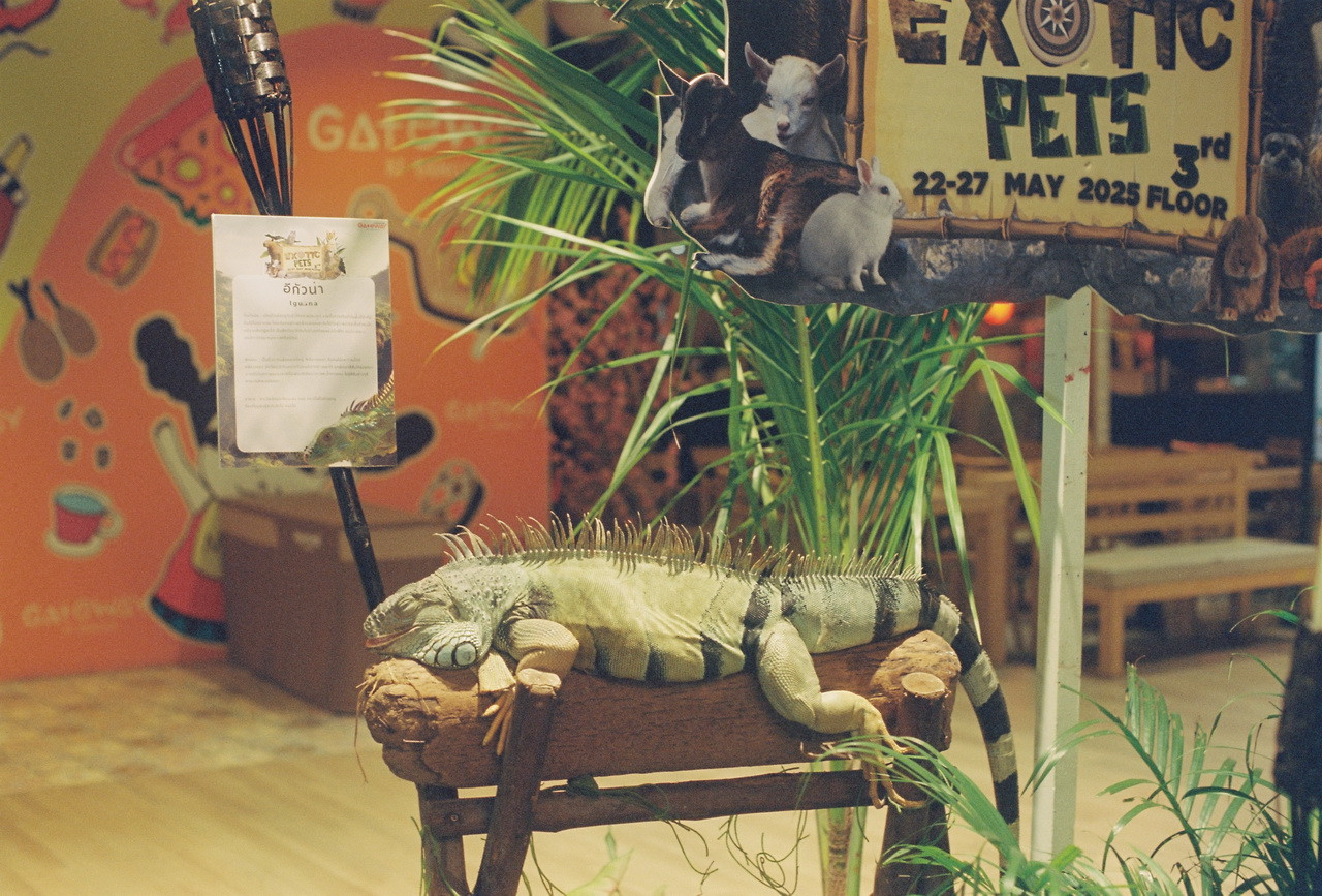 Vision3-250D-Spot-51