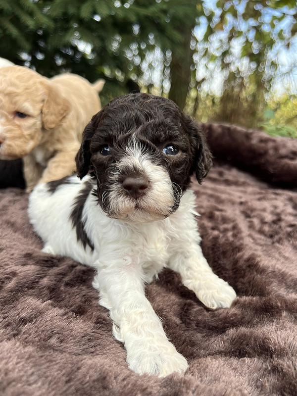 Lagotto Romagnolo female puppy for sale – Ideal Dale Era – 27 days old – photo 4