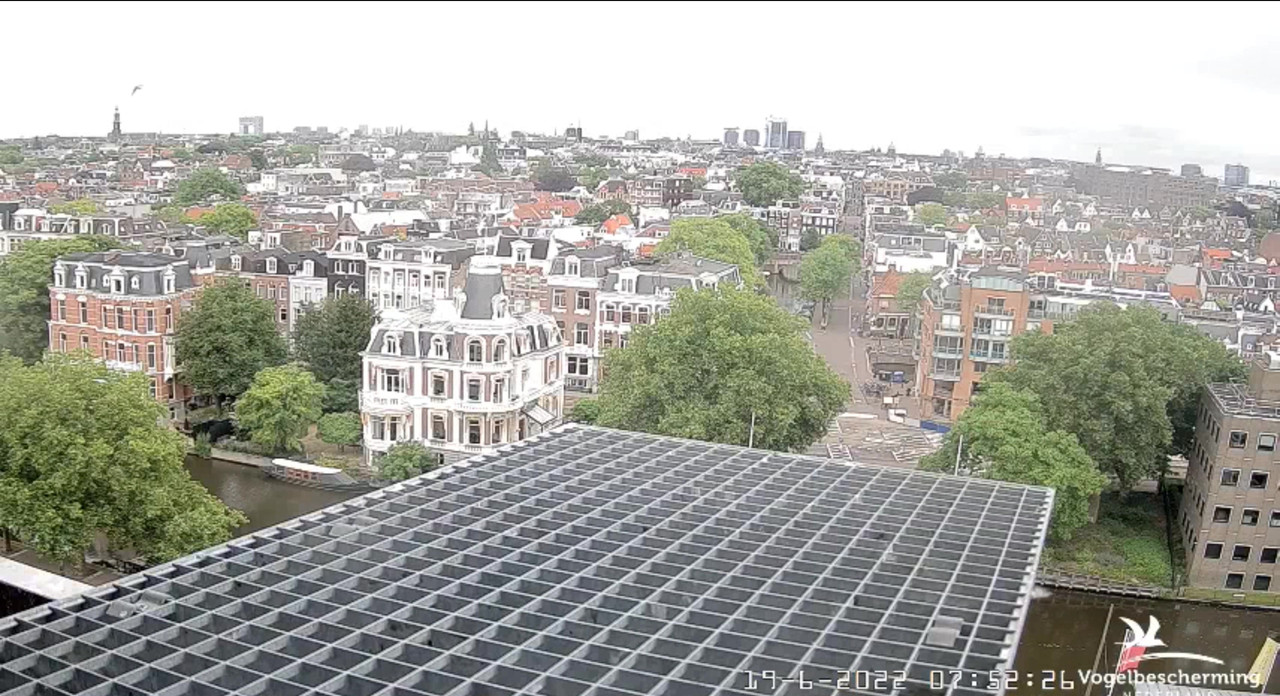 Amsterdam/Rijksmuseum screenshots © Beleef de Lente/Vogelbescherming Nederland - Pagina 29 Video-2022-06-19-075320-Moment-4