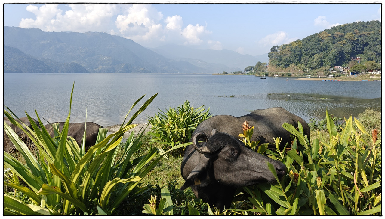 Pokhara - Trekking en Nepal: Annapurna Circuit y Mardi Himal (14)