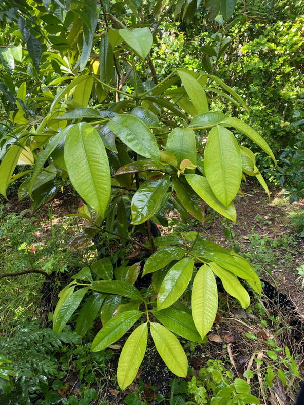 mangosteen12102020