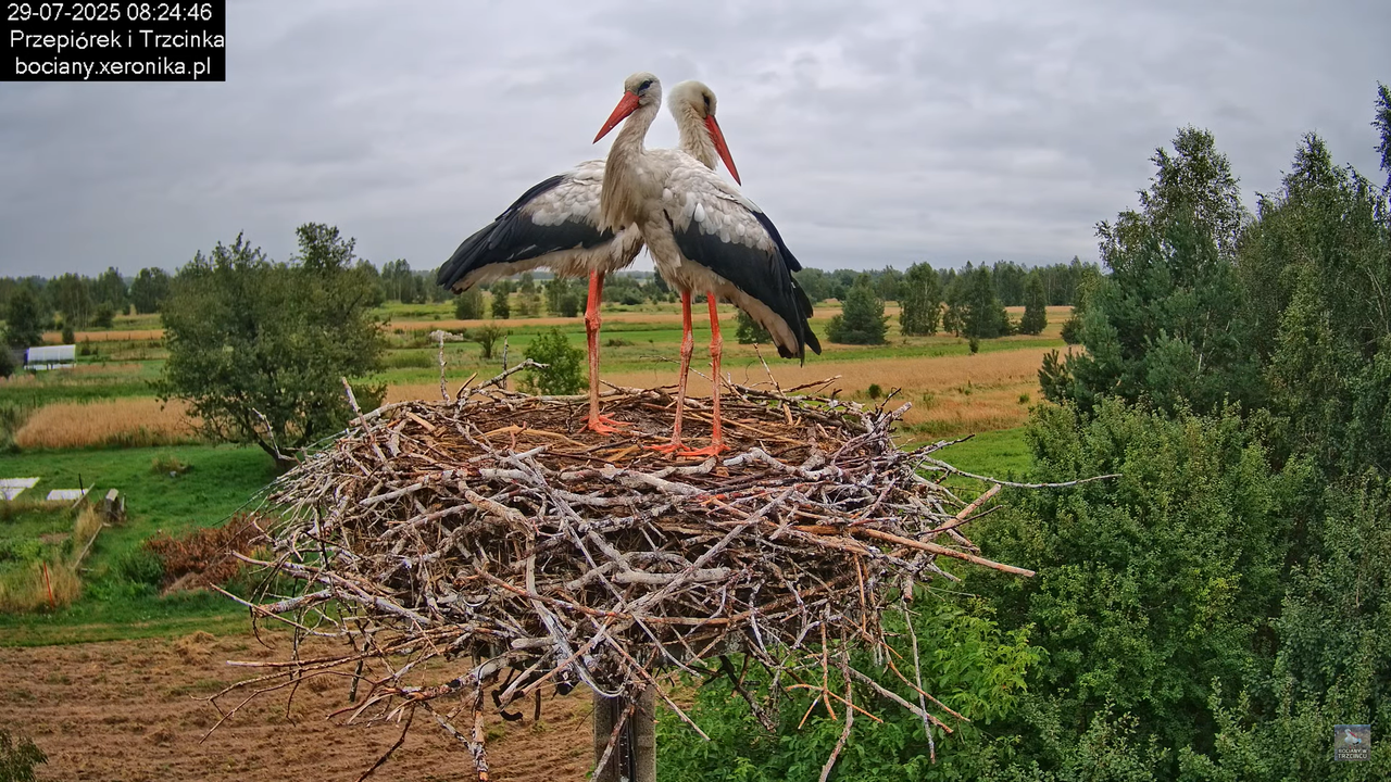 29072025bociany18