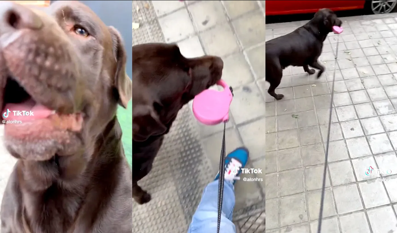 Perro saca a su amo a pasear y el momento se hace viral por lo divertido