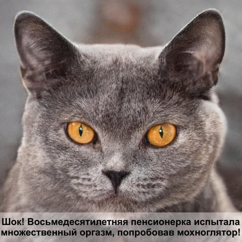 большие кошки низшие классификации