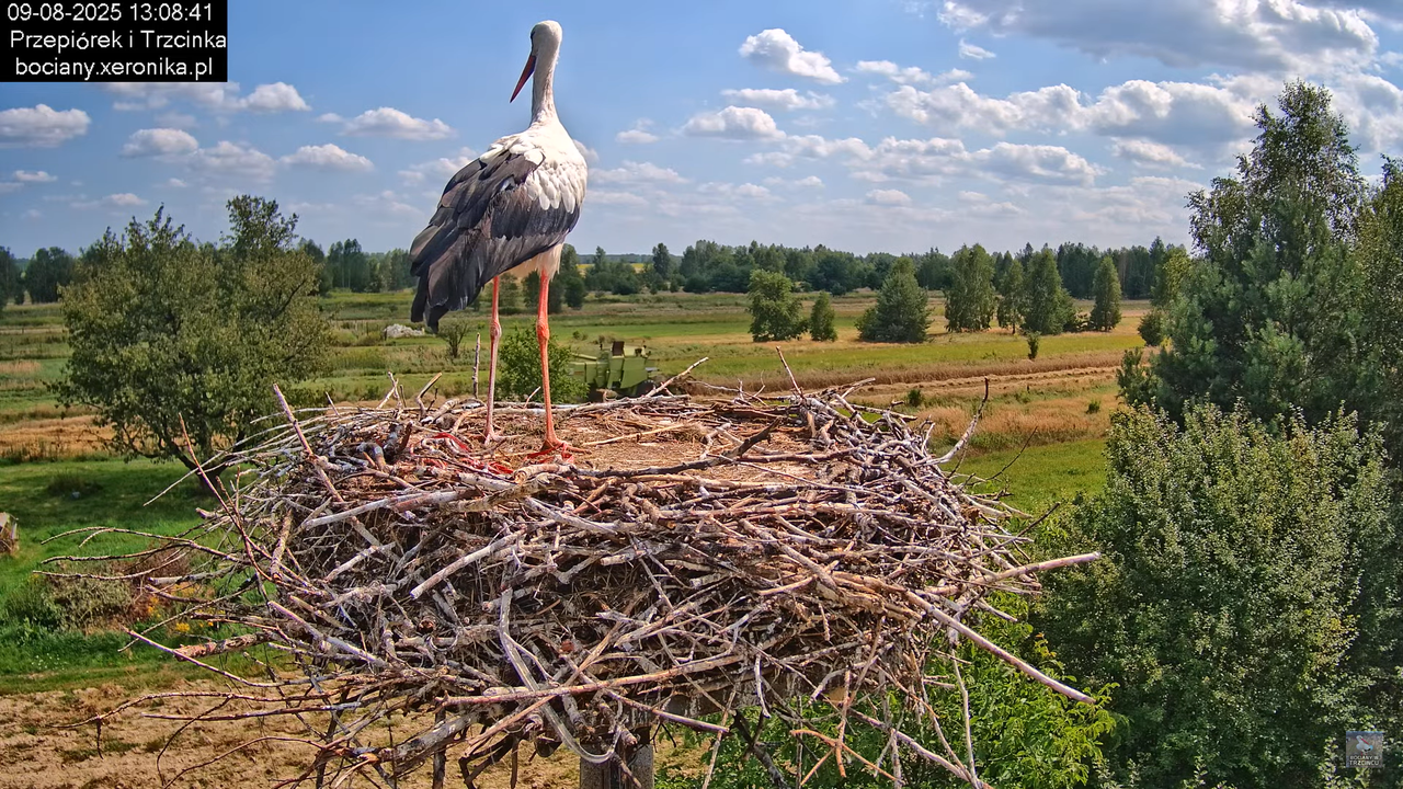 09082025bociany19