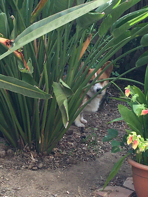 [Image: 3-C93-D2-E3-853-A-447-F-9656-BEBCA085-E7-E8.jpg]