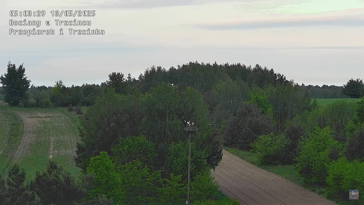 13052025bociany3
