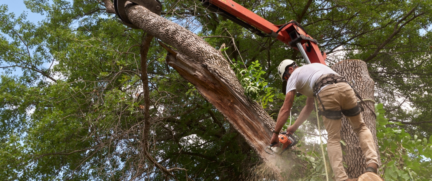 Professional tree services