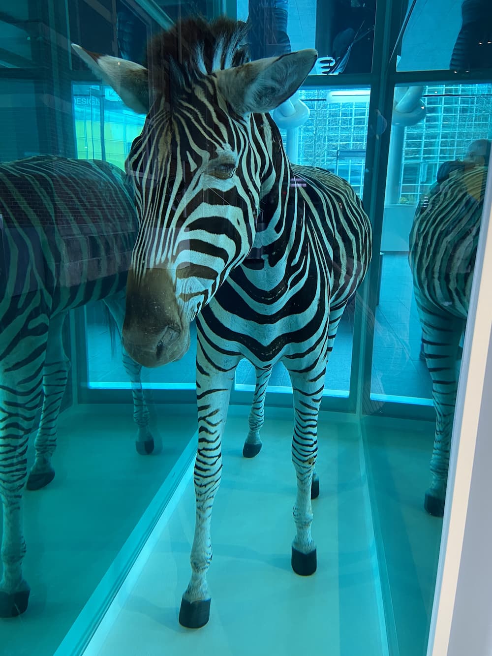 I even met the Damien Hirst Zebra lol
